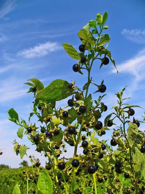Belladonna Poison For Sale